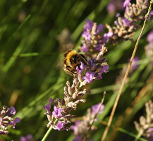 Con la miel en los labios
